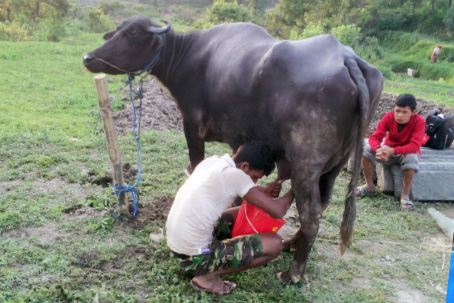cow2