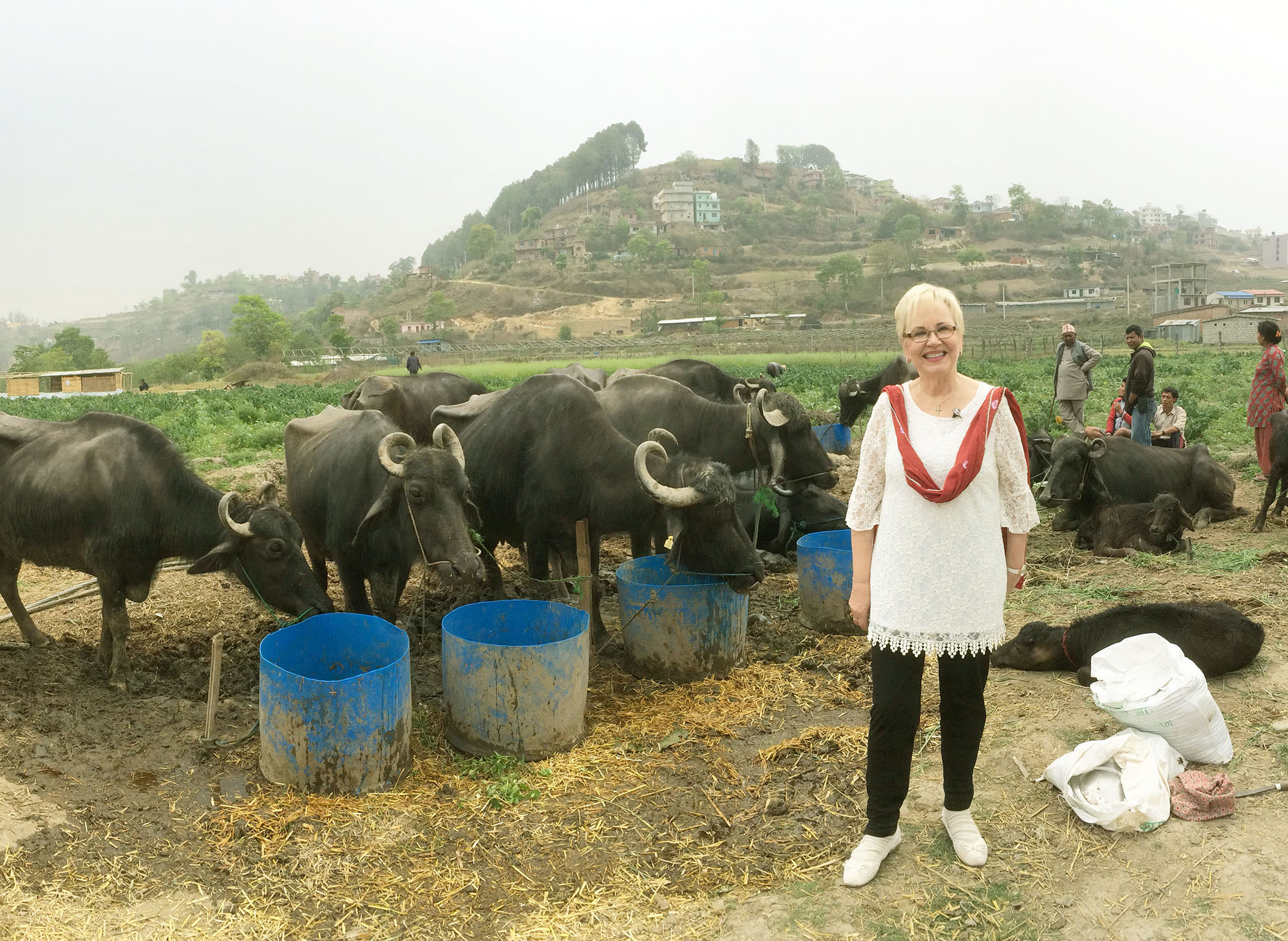 Buffelfarmen i Katmandu Nepal