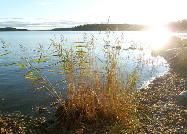 Vid havet red