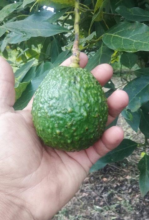 Avokado Life Home Guatemala