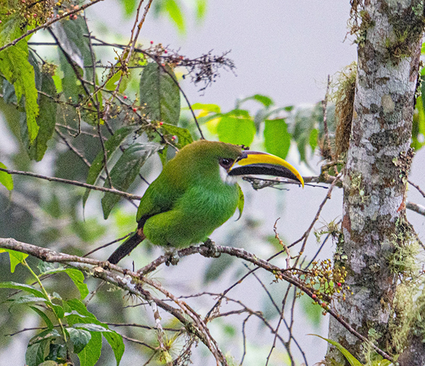 Bird
